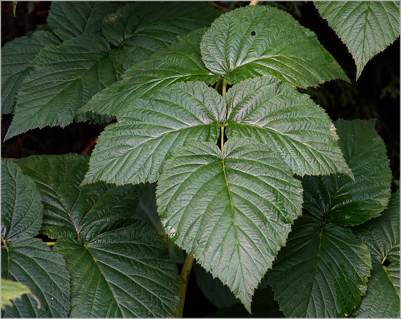 Изображение особи Rubus idaeus.