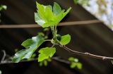 Ficus carica