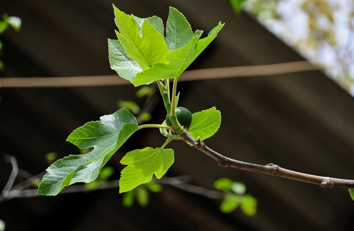 Изображение особи Ficus carica.