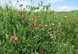 Lathyrus miniatus