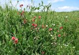 Lathyrus miniatus. Цветущие растения в сообществе Cerastium. Армения, обл. Лори, окр. с. Лори Берд, крепость Лори Берд, ≈ 1300 м н.у.м., луг. 24.06.2022.