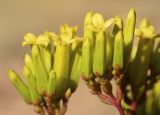 Kalanchoe sexangularis. Соцветия с бутонами и распустившимися цветками. Испания, автономное сообщество Каталония, провинция Жирона, комарка Баш-Эмпорда, муниципалитет Палафружель, ботанический сад \"Кап-Роч\". 12.03.2023.