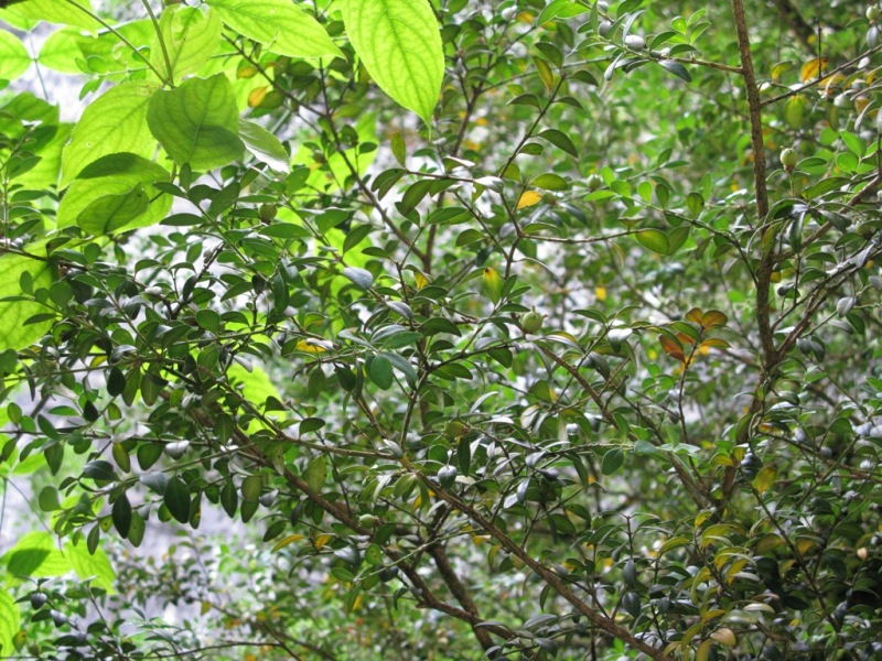 Image of Buxus colchica specimen.