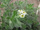 Argusia sibirica