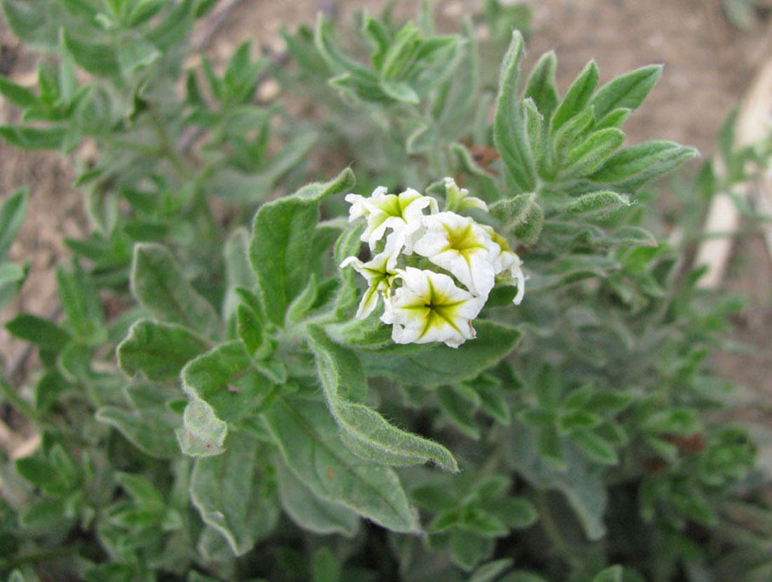 Изображение особи Argusia sibirica.