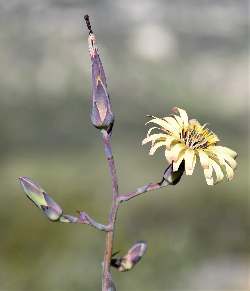 Изображение особи Lactuca tuberosa.