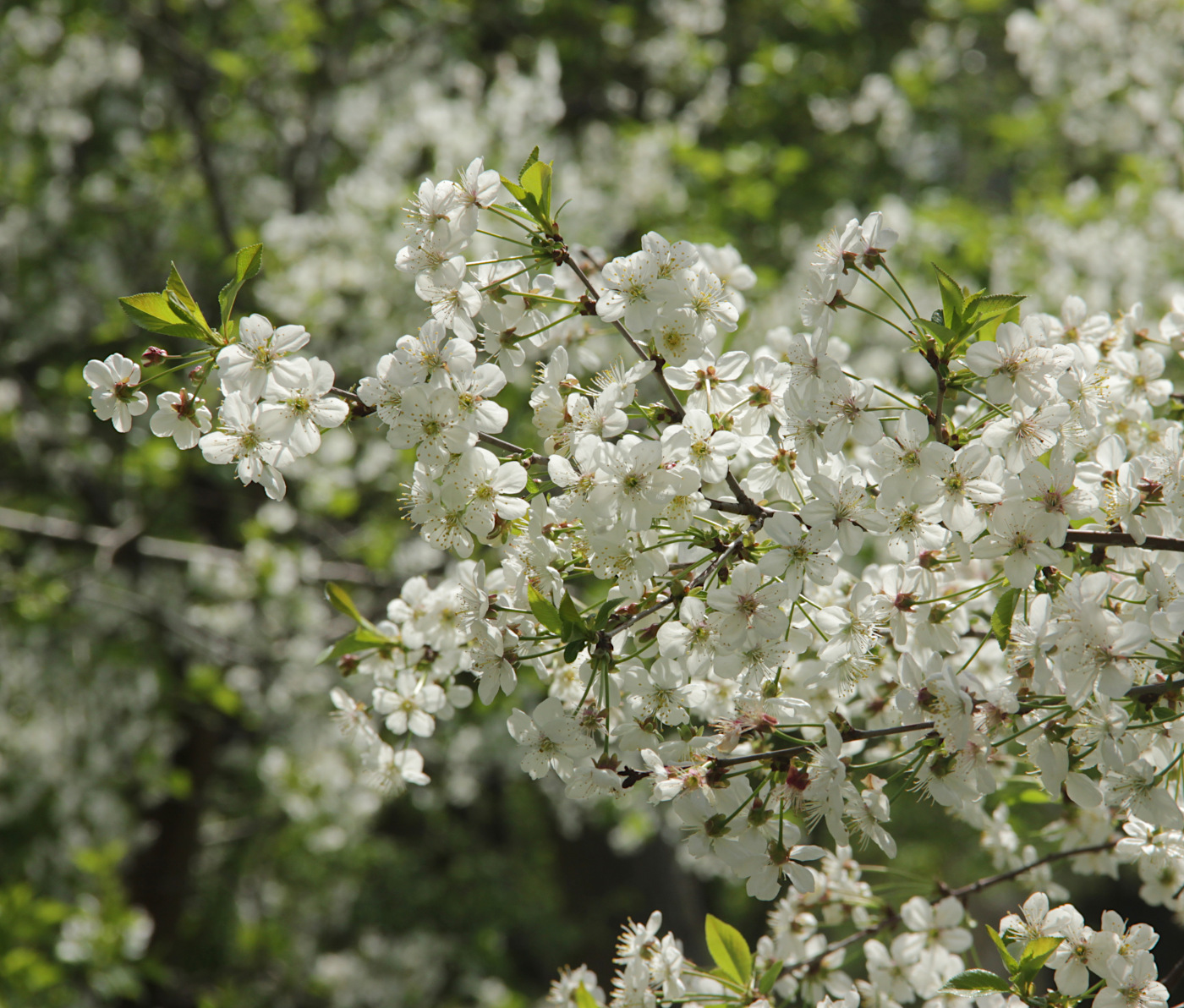 Изображение особи Cerasus vulgaris.