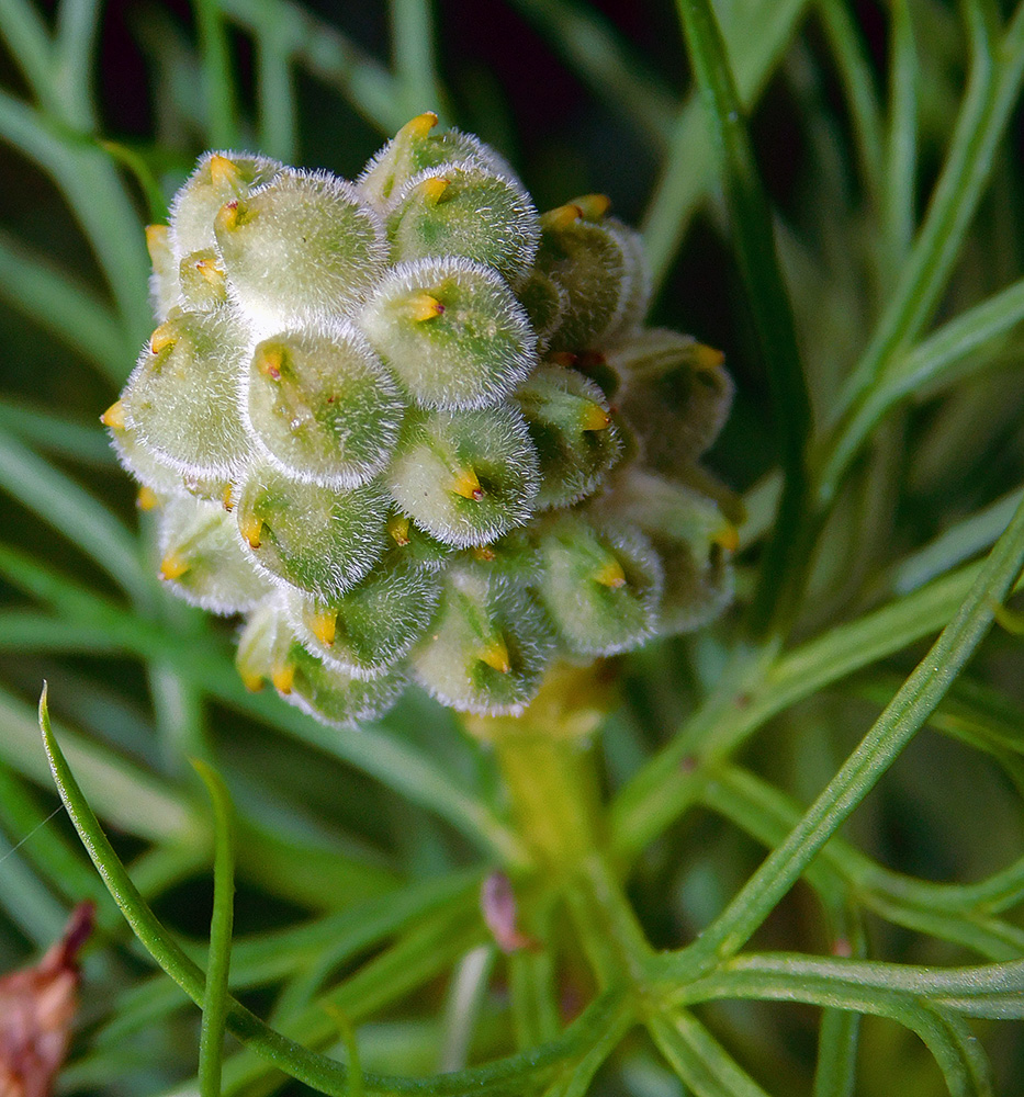 Изображение особи Adonis vernalis.