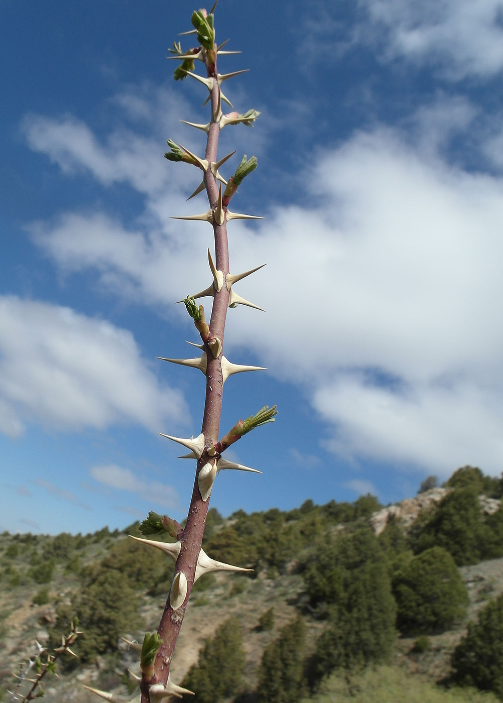 Image of Rosa fedtschenkoana specimen.