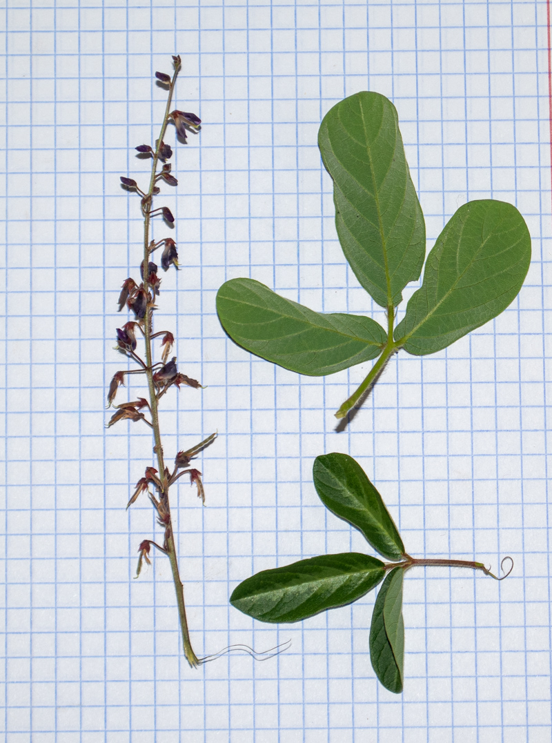 Image of familia Fabaceae specimen.