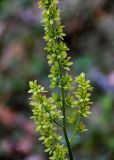 Veratrum lobelianum