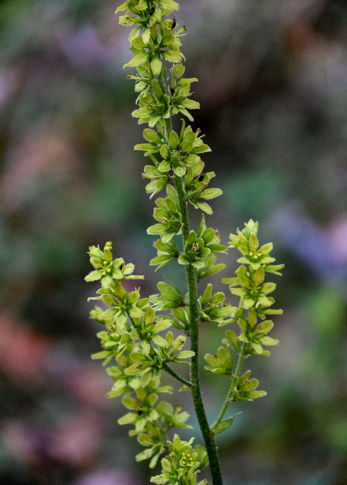 Изображение особи Veratrum lobelianum.
