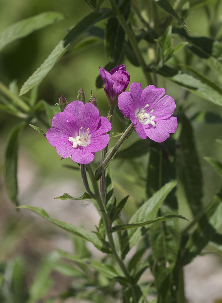 Image of Epilobium hirsutum specimen.