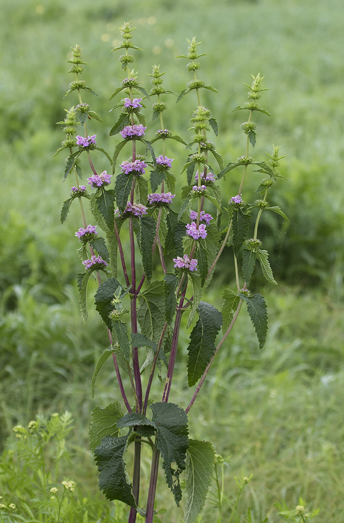Image of Phlomoides tuberosa specimen.