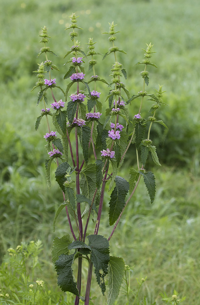 Изображение особи Phlomoides tuberosa.