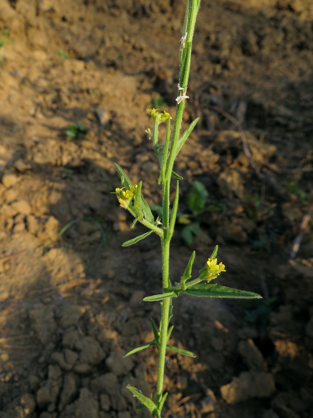 Image of Sisymbrium officinale specimen.