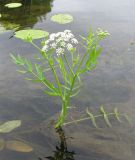 Sium latifolium. Цветущее растение на прибрежном мелководье. Ярославская обл., Угличский р-н, д. Масальское, р. Корожечна. 08.07.2009.