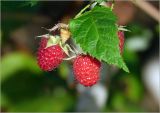 Rubus idaeus
