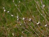 Lithospermum officinale