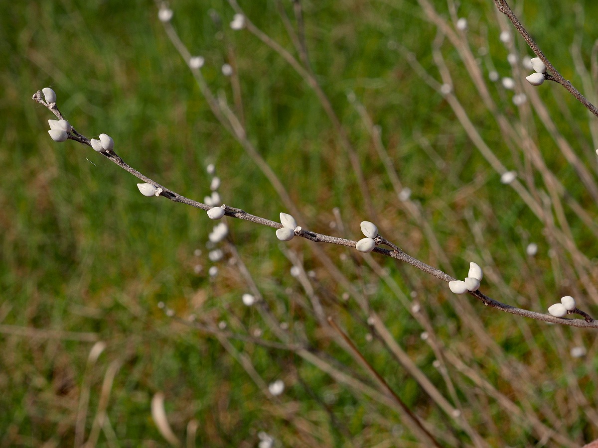 Изображение особи Lithospermum officinale.