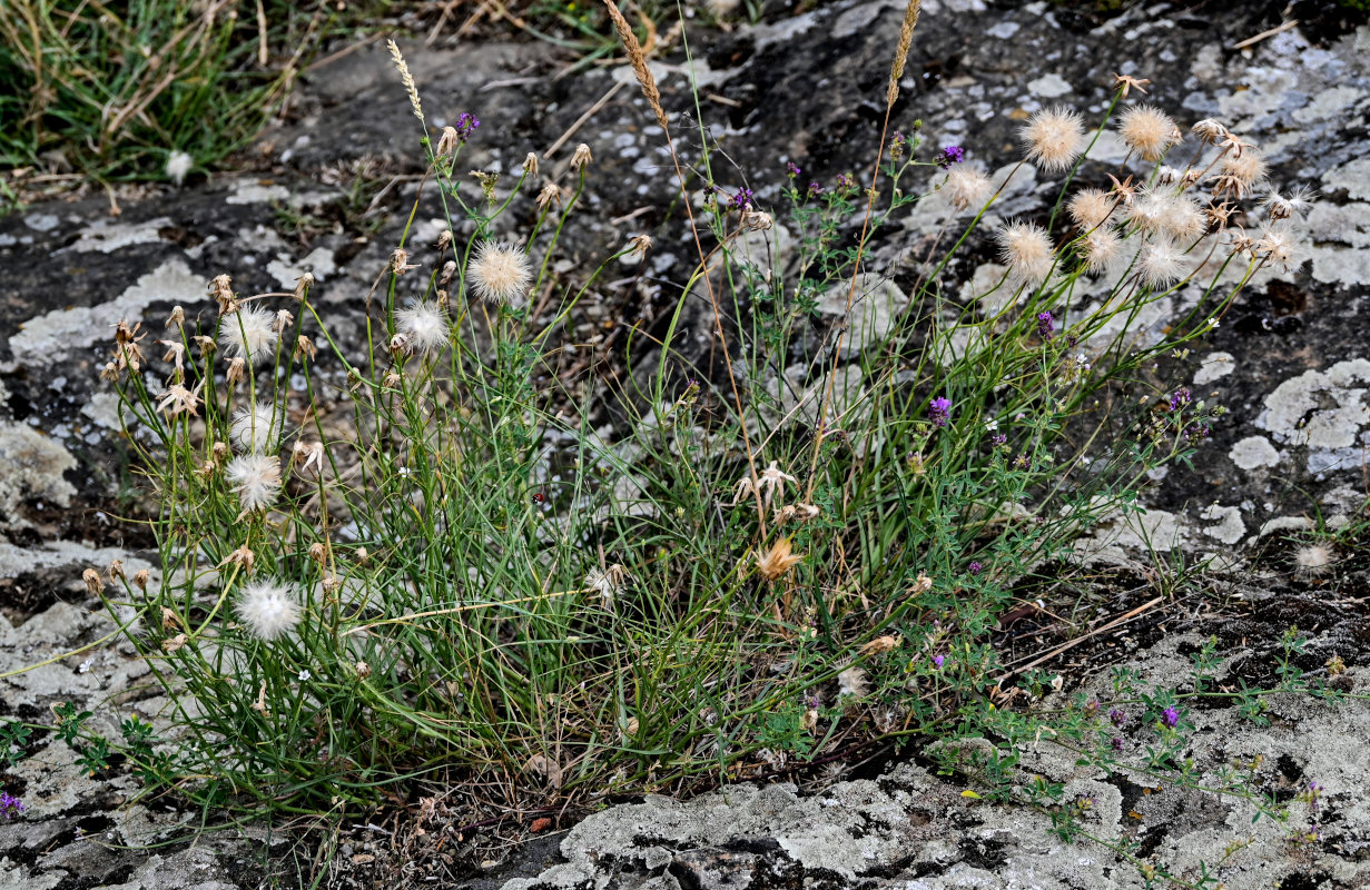 Image of genus Scorzonera specimen.
