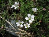 Gypsophila sericea. Часть дерновины цветущего растения. Казахстан, Восточно-Казахстанская обл., Центральный Алтай, бровка левого берега р. Белая Берель. 26 июня 2023 г.