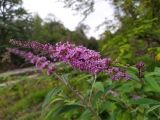 Buddleja davidii. Соцветие. Краснодарский край, городской округ Сочи, Хостинский р-н, окр. с. Хлебороб, устье р. Малая Хоста, песчано-галечниковые отложения. 13.10.2022.