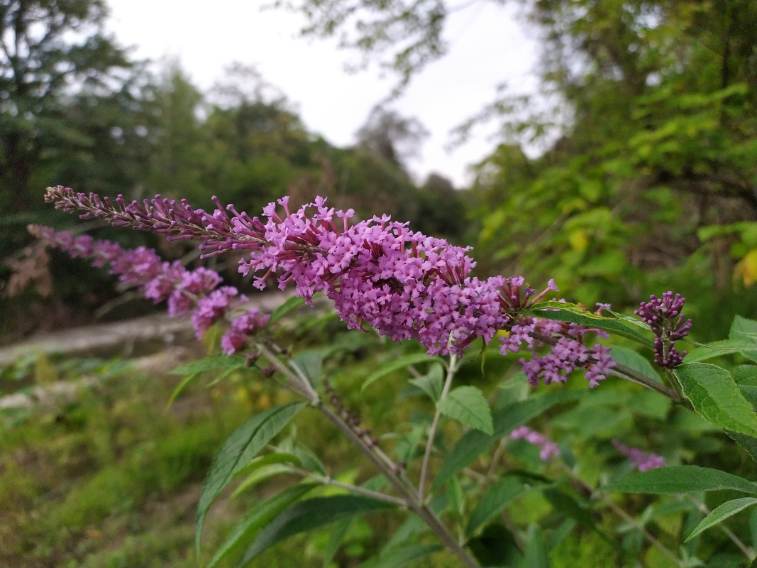 Изображение особи Buddleja davidii.