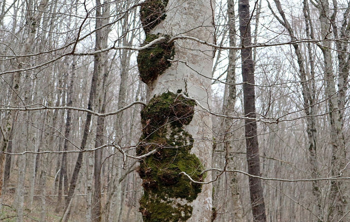 Изображение особи Fagus orientalis.