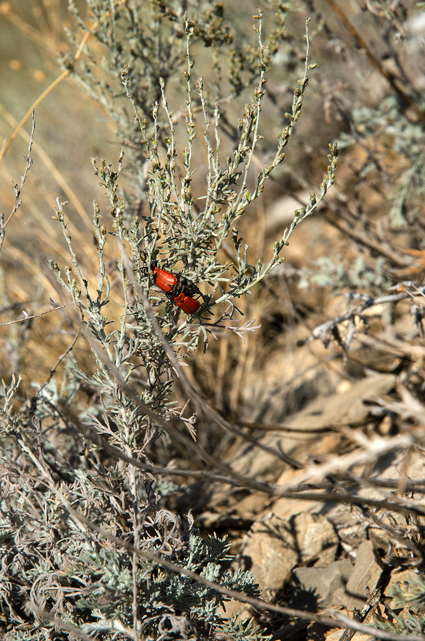 Image of genus Artemisia specimen.