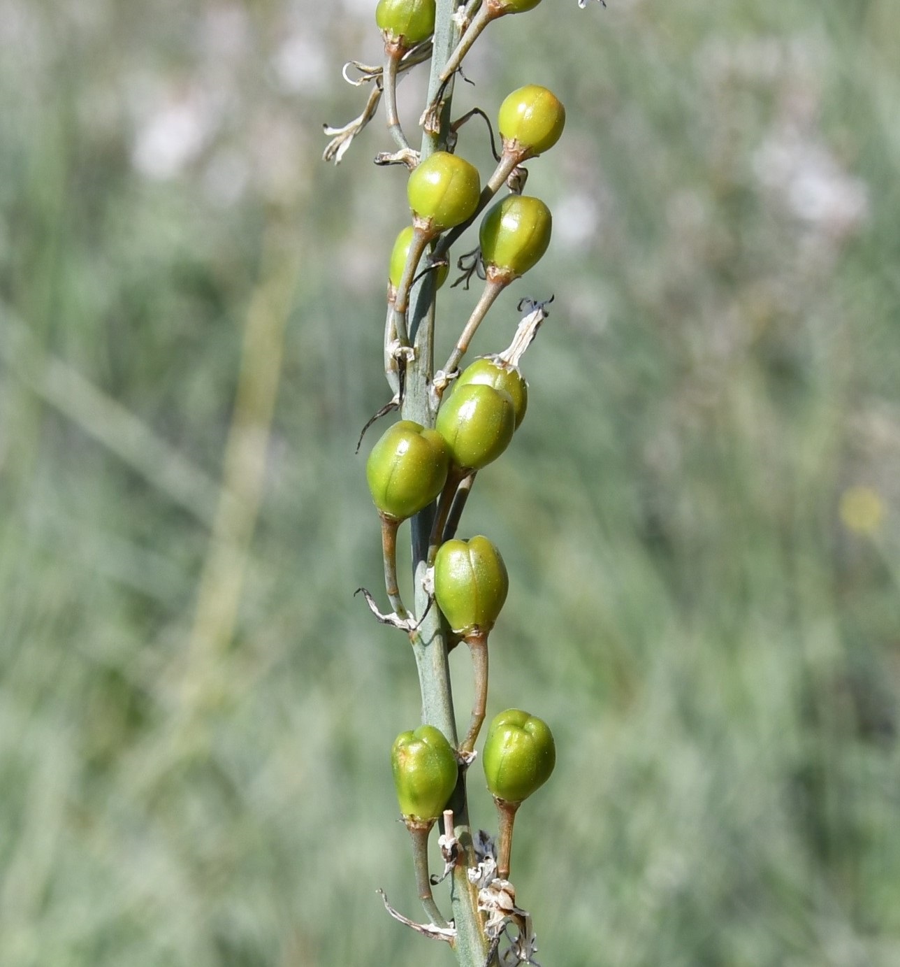 Image of Asphodelus ramosus specimen.