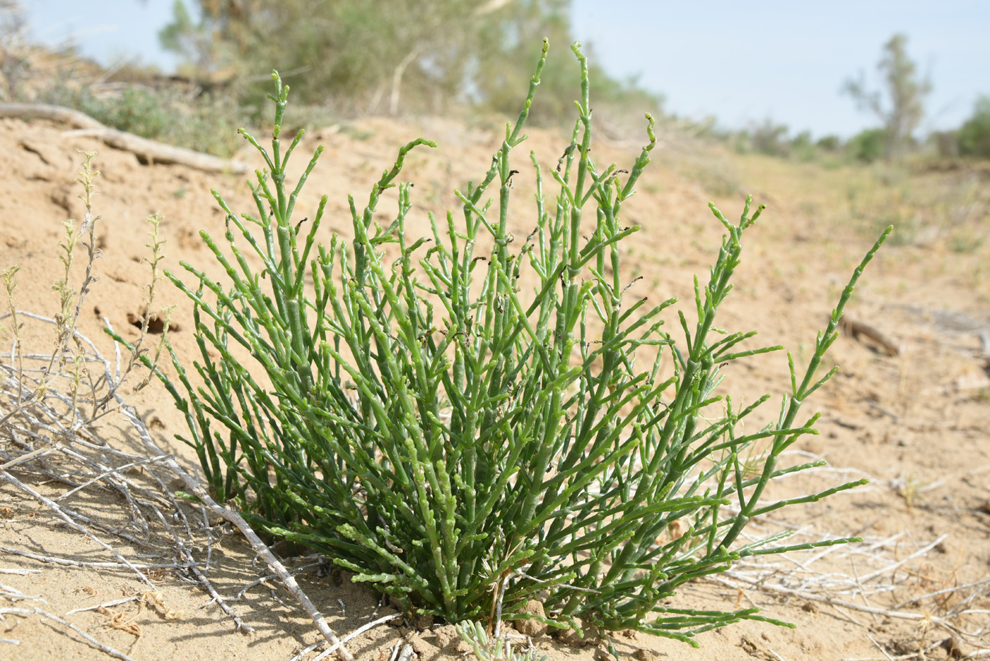 Image of Halostachys belangeriana specimen.