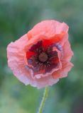 Papaver umbonatum