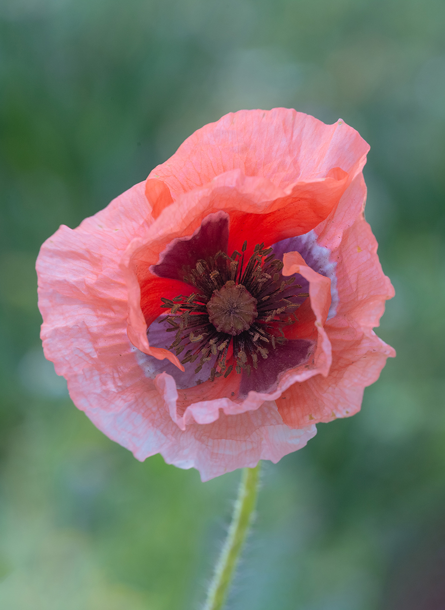 Image of Papaver umbonatum specimen.