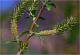 род Salix. Часть ветви с соцветиями и молодыми листьями. Московская обл., Раменский р-н, окр. ж.-д. платформы Хрипань, просека под ЛЭП. 03.05.2012.