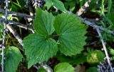 Viola uniflora. Вегетирующее растение. Красноярский край, Таймырский Долгано-Ненецкий р-н, плато Путорана, устье р. Кутарамакан, хвойный лес. 26.07.2023.