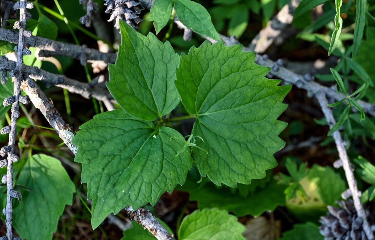 Image of Viola uniflora specimen.