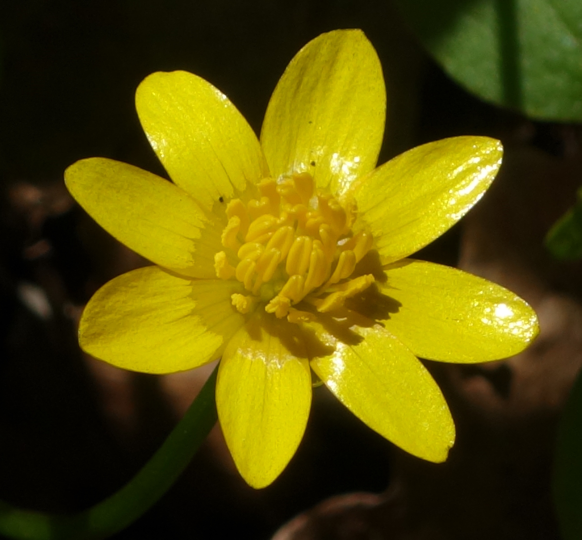 Image of Ficaria verna specimen.