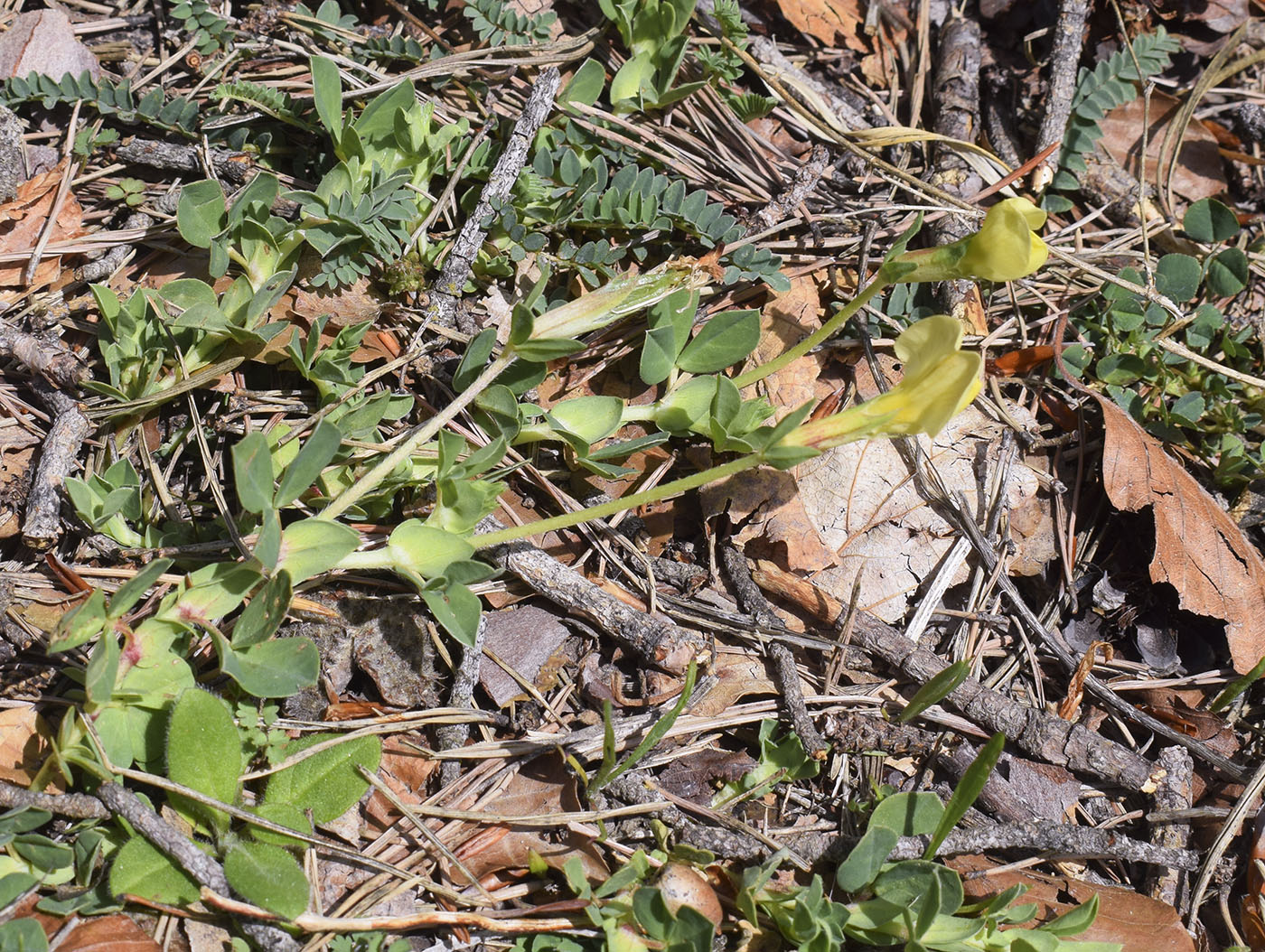 Image of Lotus maritimus specimen.
