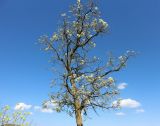 genus Robinia. Часть цветущего дерева. Краснодарский край, Темрюкский р-н, мыс Железный Рог, приморская степь. 12.05.2024.