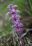 Ajuga multiflora