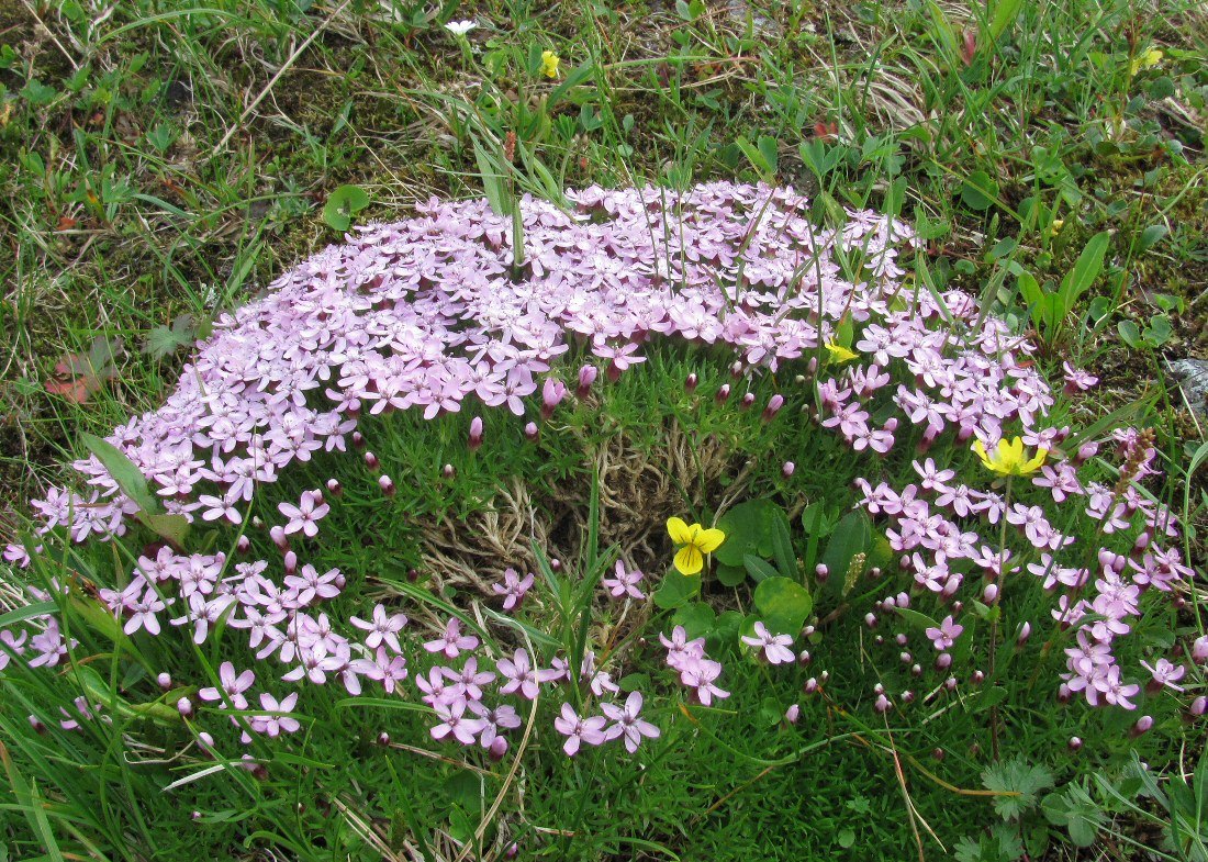 Изображение особи Silene acaulis.