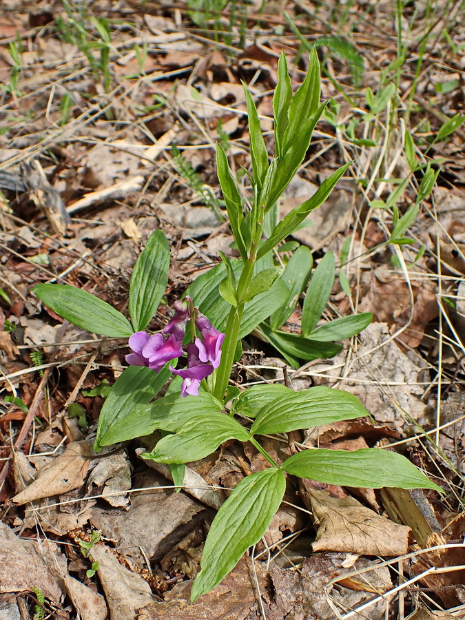 Изображение особи Lathyrus komarovii.