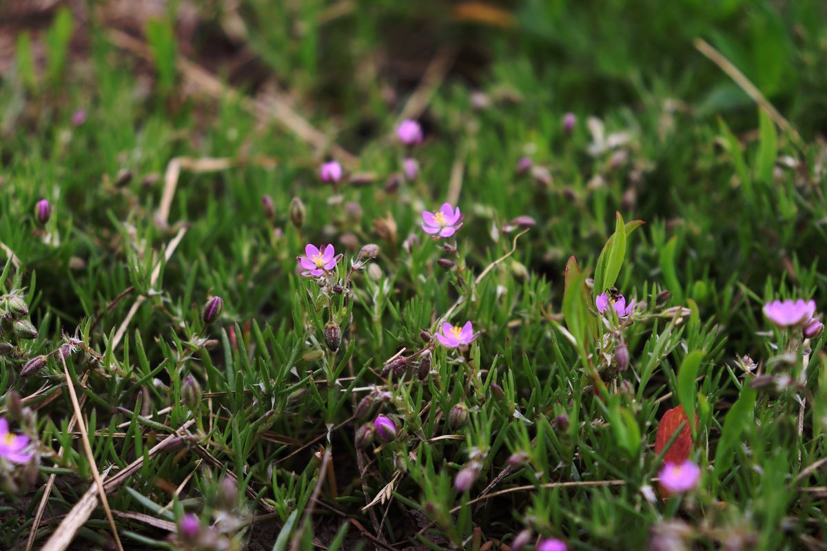 Изображение особи Spergularia rubra.