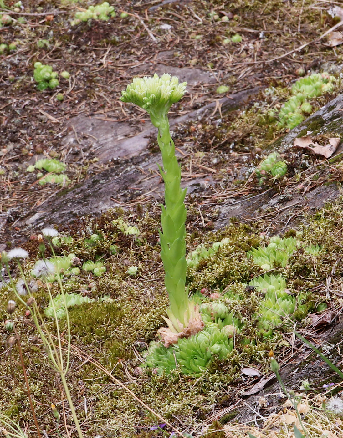 Изображение особи Jovibarba globifera.