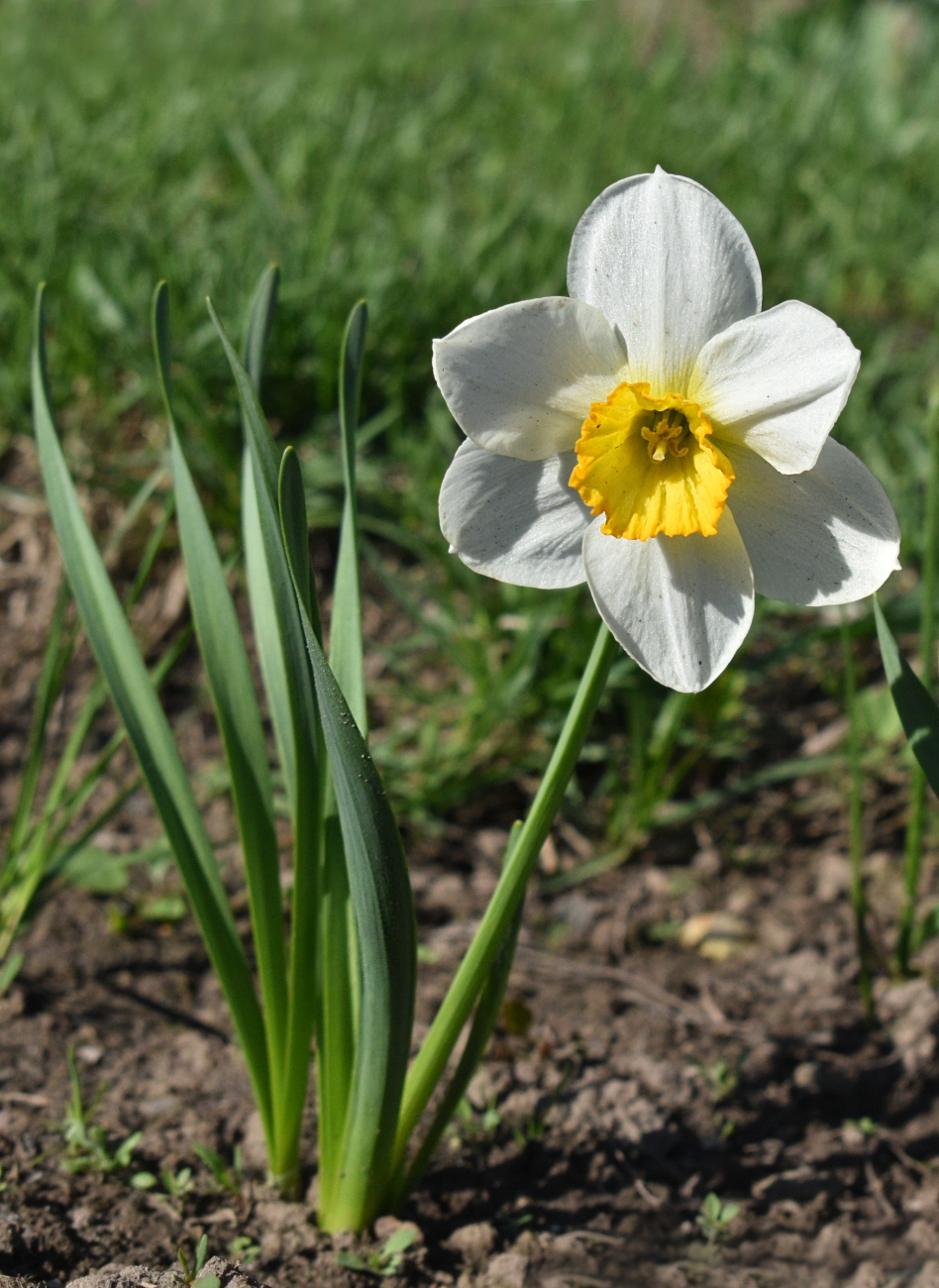Image of Narcissus × incomparabilis specimen.