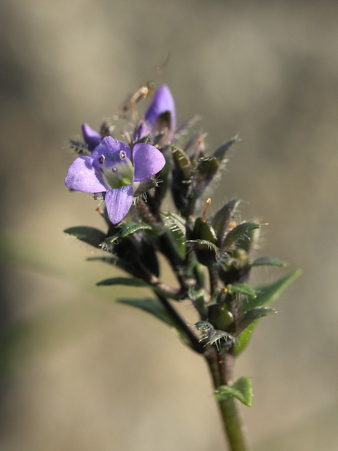 Image of Veronica alpina specimen.