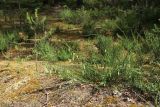 Sarothamnus scoparius