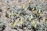 род Astragalus