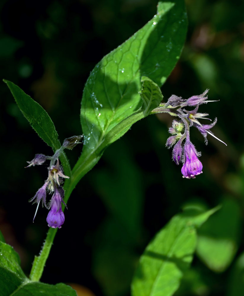 Image of Symphytum officinale specimen.
